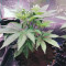Dos Si Dos 33 (Barney's Farm) Cannabis-Samen zu verkaufen