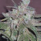 Wedding Cake (Barney's Farm) Cannabis-Samen zu verkaufen
