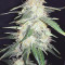 BCN Critical XXL Cannabis-Samen Kaufen