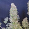 Wedding Cheesecake Auto (Fast Buds) Cannabis-Samen zu verkaufen