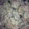 Big Bang Auto Cannabis-Samen Kaufen