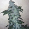 HiFi 4G (Dutch Passion) Cannabis-Samen zu verkaufen