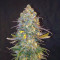 Franco's Lemon Cheese (GHS) Cannabis-Samen zu verkaufen