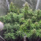 Original Auto White Widow (Fast Buds) Cannabis-Samen zu verkaufen