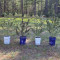 Cafe Racer (BlimBurn Seeds) Cannabis-Samen