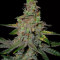 Stress Killer Automatic CBD (RQS) Cannabis-Samen zu verkaufen