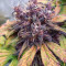 Black Cream Auto Cannabis-Samen Kaufen