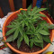 Kaufe Strawberry Pie Auto Samen feminisiert von Fast Buds