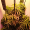 Critical Kush Cannabis-Samen Kaufen