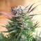 Brains Damage (K.C. Brains Seeds) Cannabis-Samen