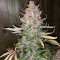 C4 Auto (Fast Buds) Cannabis-Samen
