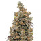 Crystal Gelato (Big Head Seeds)