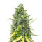 Dessert Mix Samen feminisiert (Herbies Seeds)