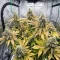 Godzilla Jealousy (Herbies Seeds)