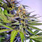 Grandaddy Black (Original Sensible Seeds) Cannabis-Samen