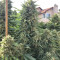 Grandaddy Purple (Big Head Seeds) Cannabis-Samen