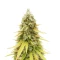 HubbaBubbaHaze Auto feminisierte Samen (Mephisto Genetics)