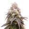 Kuchi (Devils Harvest Seeds) Cannabis-Samen