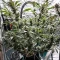 Lemon Cherry Gelato (Barney's Farm)