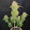 Original Auto Sour Diesel (Fast Buds) Cannabis-Samen