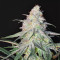 Peyote Critical (Barney's Farm) Cannabis-Samen
