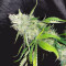 Shogun (RQS) Cannabis-Samen