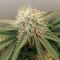 Skunky Monkey Auto (Heavyweight Seeds) Cannabis-Samen