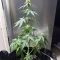 Sour Apple Autoflower feminisierte Samen (Humboldt Seed Company)