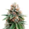 Sour Puss (Emerald Triangle Seeds) Cannabis-Samen