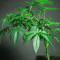 Strawberry Lemonade feminisierte Samen (Barney’s Farm)