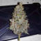 THC Bomb Auto (Bomb Seeds) Cannabis-Samen