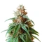 The Magician (De Sjamaan Seeds) Cannabis-Samen