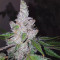 Triple G (RQS) Cannabis-Samen