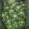Tropicana Cherry (Barney's Farm)