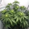White Panther (White Snurf) (Ceres Seeds) Cannabis-Samen