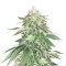 Wedding Cake (Cali Buds Seeds) Cannabis-Samen