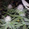 Psychofruit Auto (Cream of the Crop Seeds) Cannabis-Samen