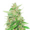 Franco's Lemon Cheese (GHS) Cannabis-Samen