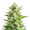 Amnesia Haze (Soma Seeds) Cannabis-Samen