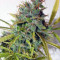 Auto Malawi x Northern Lights (Ace Seeds) Cannabis-Samen