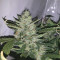 Auto Xtreme (Dutch Passion) Cannabis-Samen
