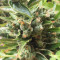 Candy Kush Auto (Auto Seeds) Cannabis-Samen