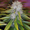 Cluster Bomb (Bomb Seeds)