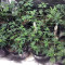 Gelato 33 (Advanced Seeds) Cannabis-Samen