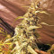 Golden Tiger regular (Ace Seeds) Cannabis-Samen