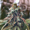 Grand Daddy Purp regular (Grand Daddy Purp) Cannabis-Samen