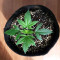 Jack Herer (Kera Seeds) Cannabis-Samen