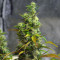 LA Confidential (DNA Genetics) Cannabis-Samen