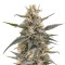Malawi x Panama Regular (Ace Seeds) Cannabis-Samen