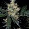 Nepal Jam regular (Ace Seeds) Cannabis-Samen